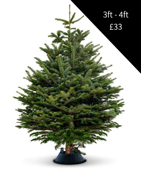 Christmas Tree 3ft - 4ft (Black)