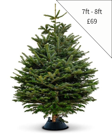 Christmas Tree 7ft - 8ft (White)