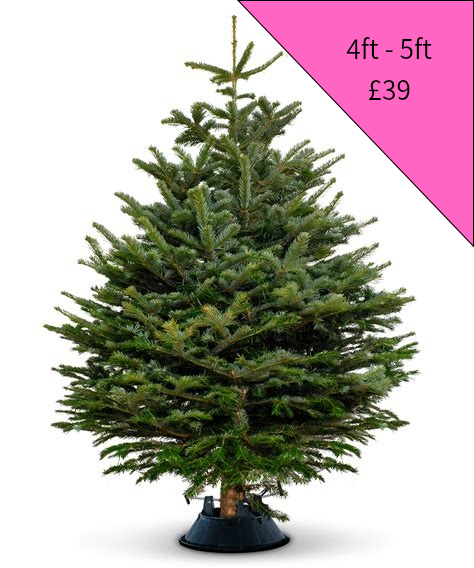 Christmas Tree 4ft - 5ft (Pink)