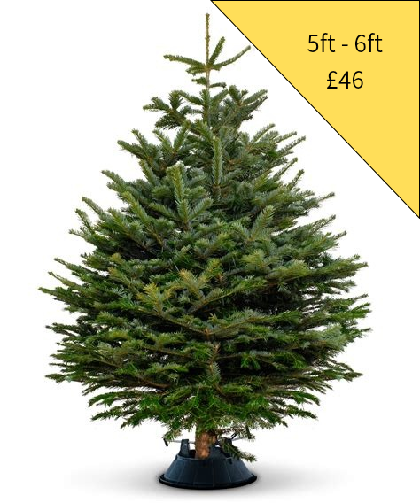 Christmas Tree 5ft - 6ft (Yellow)