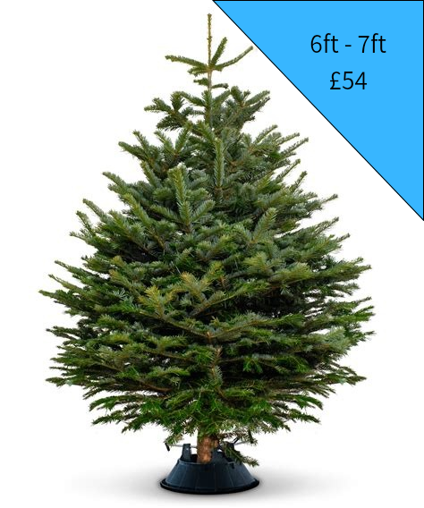 Christmas Tree 6ft - 7ft (Blue)